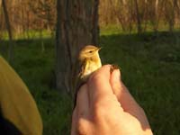 gyuruzes_88