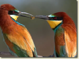 Gyurgyalag mme