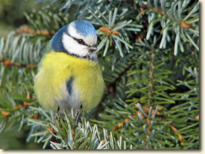 mme k�ka k�kcinege